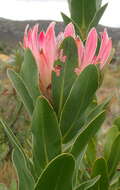 Image of Bot River protea