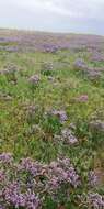 Image of Mediterranean sea lavender