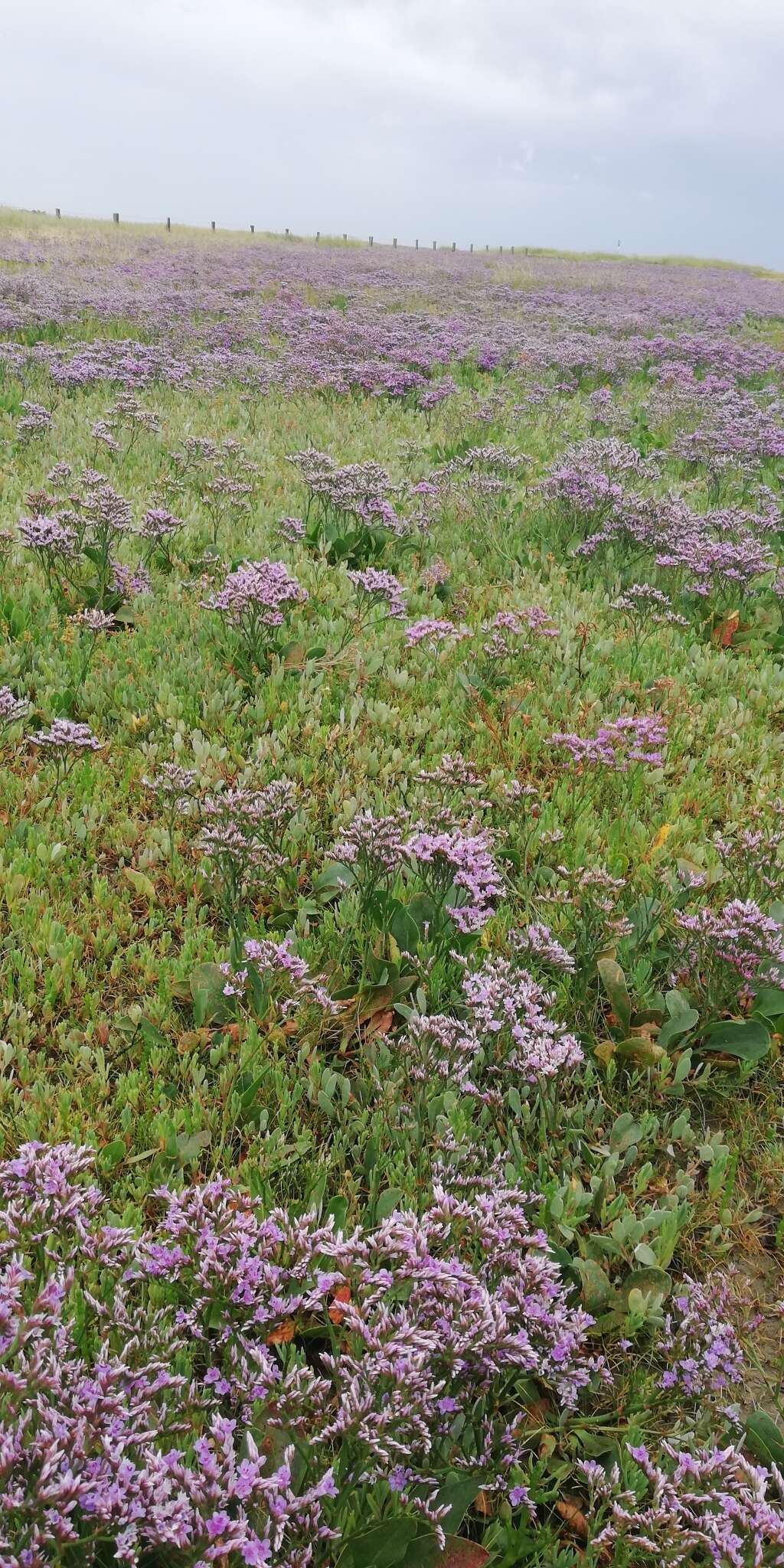 Image of Mediterranean sea lavender