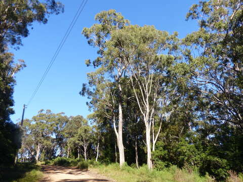 Image of Eucalyptus bosistoana F. Müll.