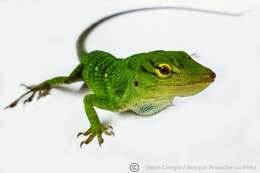 Anolis parvauritus (Williams 1966)的圖片