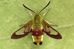 Image of broad-bordered bee hawk-moth