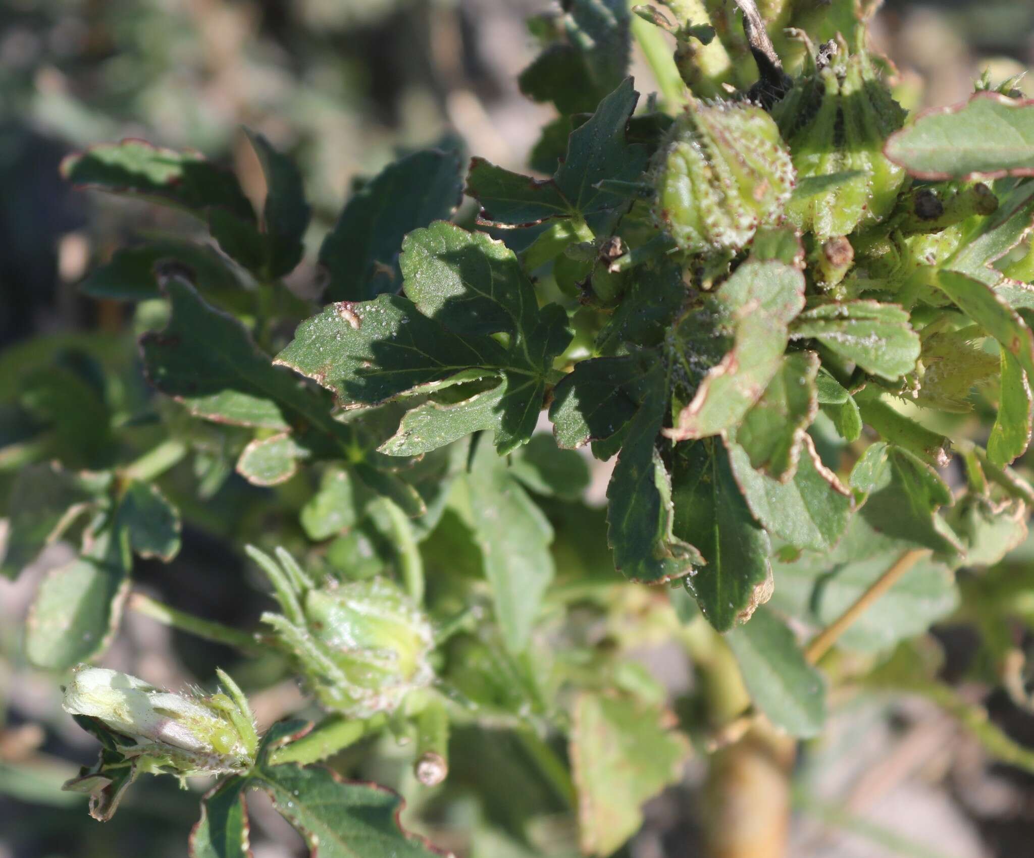 Слика од Pavonia senegalensis (Cav.) Leistn.