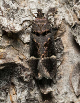 Image of Pseudochelaria manzanitae Keifer 1930