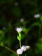 Image of Praxelis diffusa (Rich.) J. F. Pruski