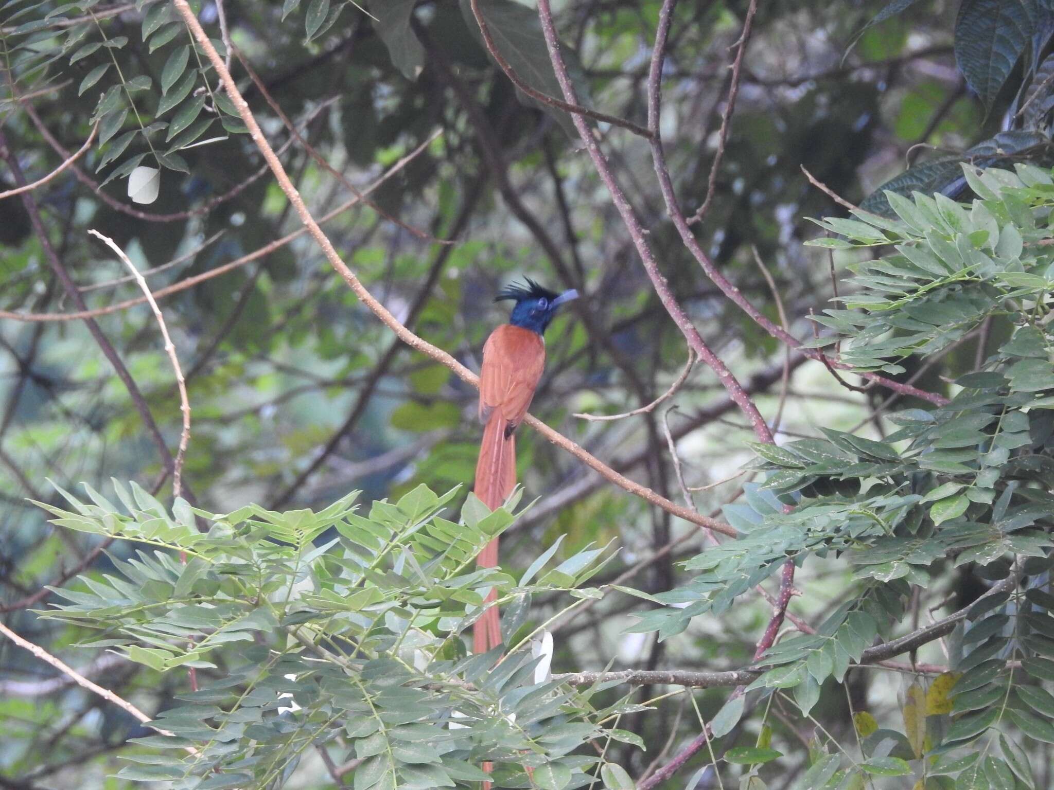 Image of Asian Paradise-Flycatcher