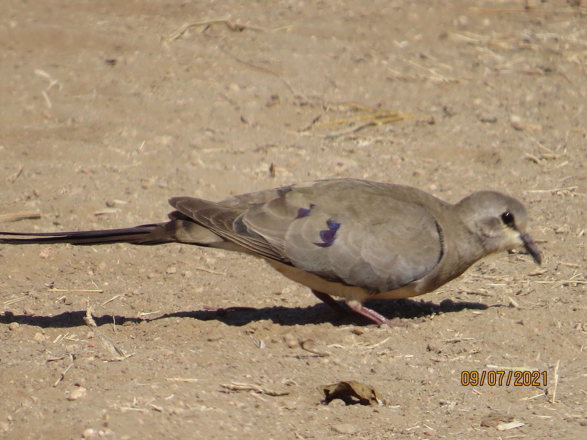 Image of Oena capensis capensis (Linnaeus 1766)