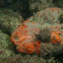 Image of red boring sponge