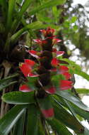 Image of Guzmania gloriosa (André) André ex Mez