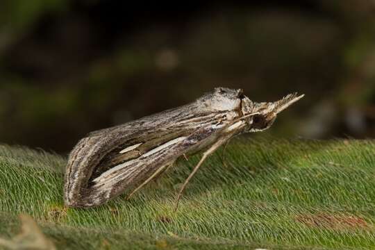 Schistorhynx argentistriga Hampson 1898 resmi