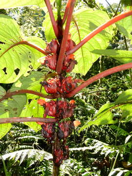 Imagem de Drymonia urceolata Wiehler