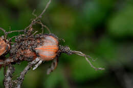 Image of Oxalis intermedia