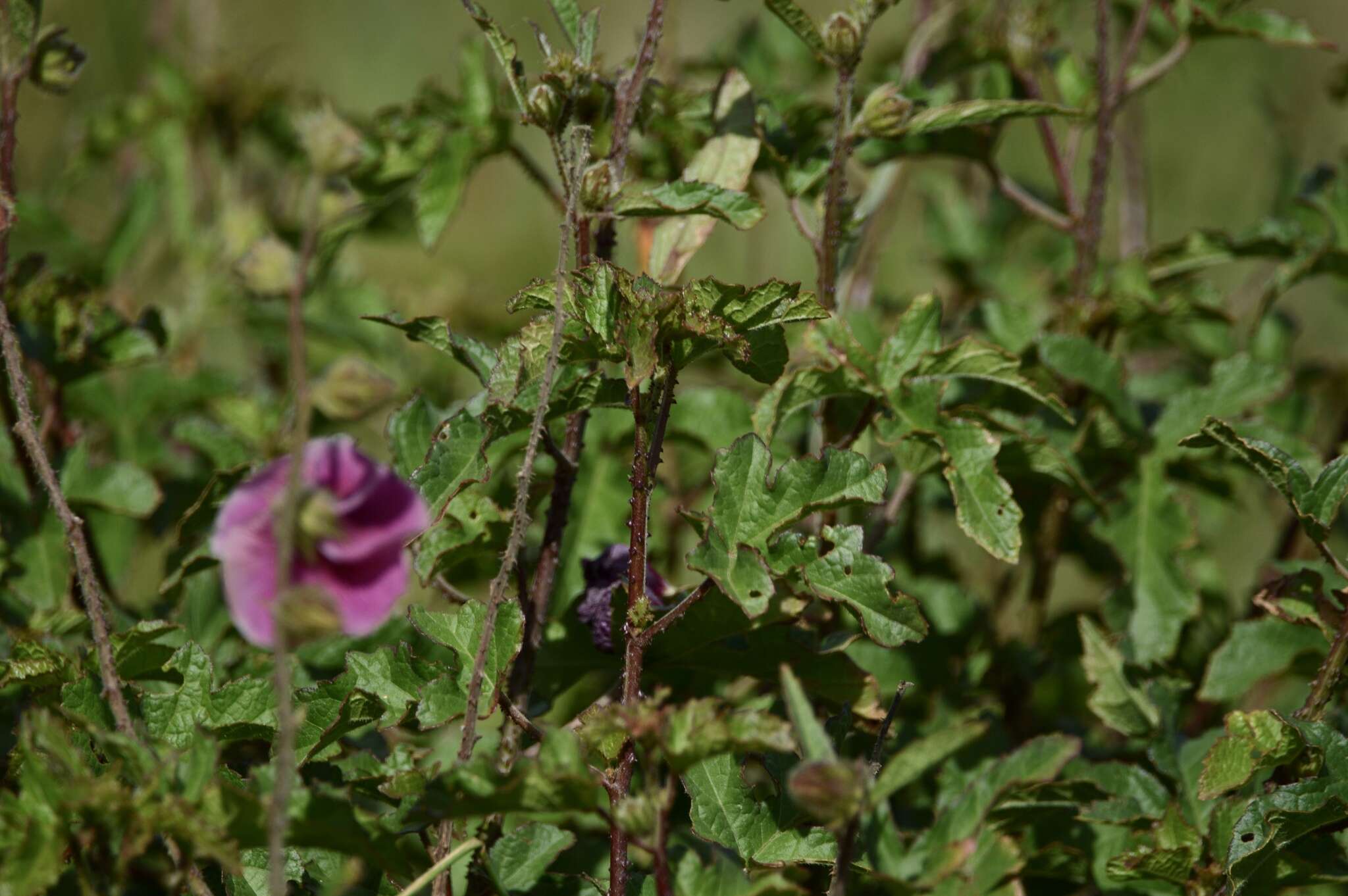 Image of Hibiscus diversifolius subsp. rivularis (Brem. & Oberm.) Exell