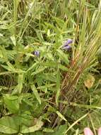 Image of Scutellaria regeliana var. ikonnikovii (Juz.) C. Y. Wu & H. W. Li