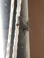 Image of Angola Dwarf  Gecko