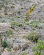 Image de Agave gracilipes Trel.