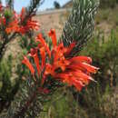Image of Erica grandiflora subsp. grandiflora