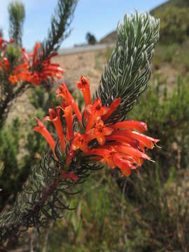 Image of Erica grandiflora subsp. grandiflora