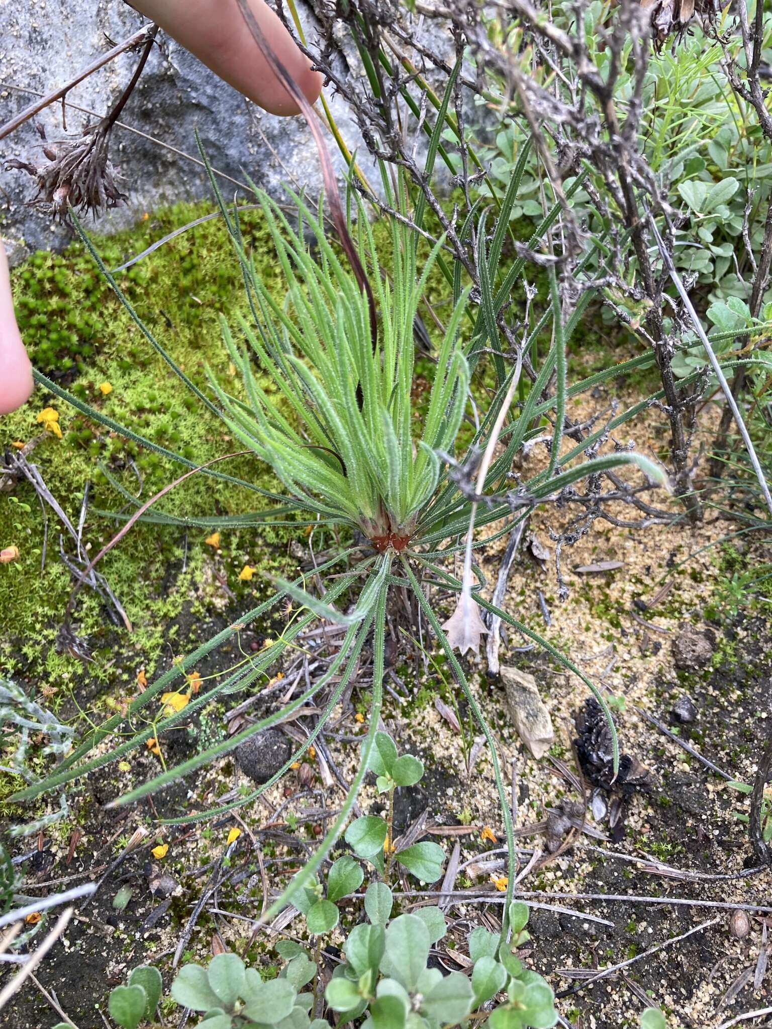 Image de Stylidium crossocephalum F. Müll.