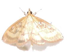 Image of Pale-winged Crocidophora moth