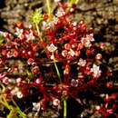 Image of Crassula vaillantii (Willd.) Roth