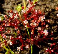 Image of Crassula vaillantii (Willd.) Roth