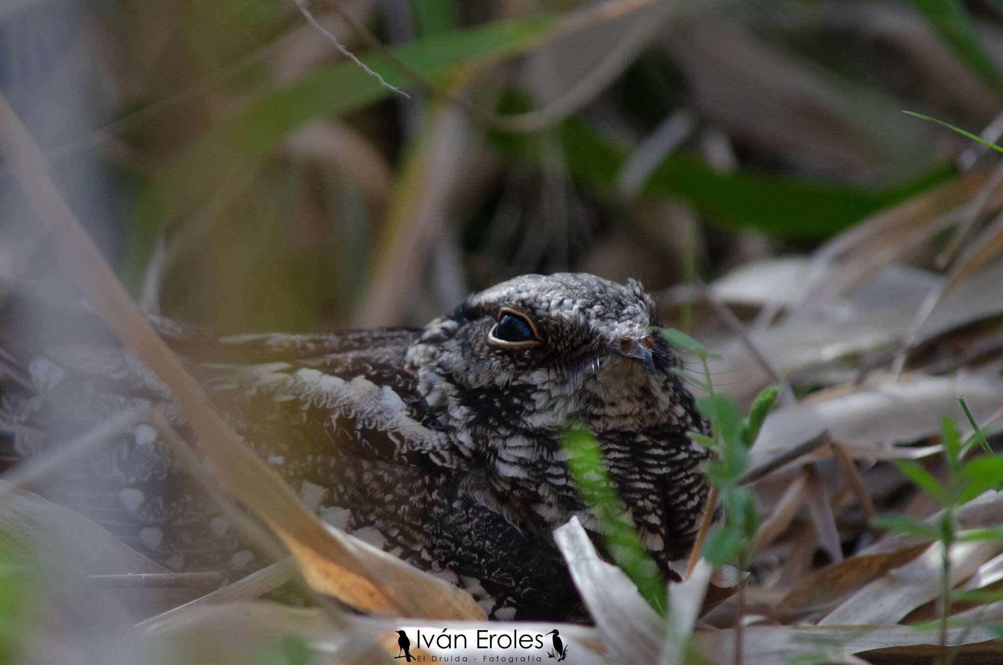 Image of Scissor-tailed Nightjar