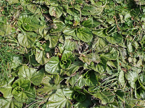 Image of Gunnera cordifolia (J. D. Hook.) J. D. Hook.