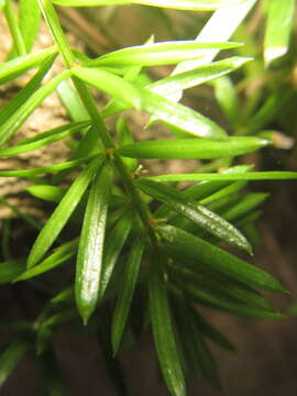 Image of Cwebe asparagus fern