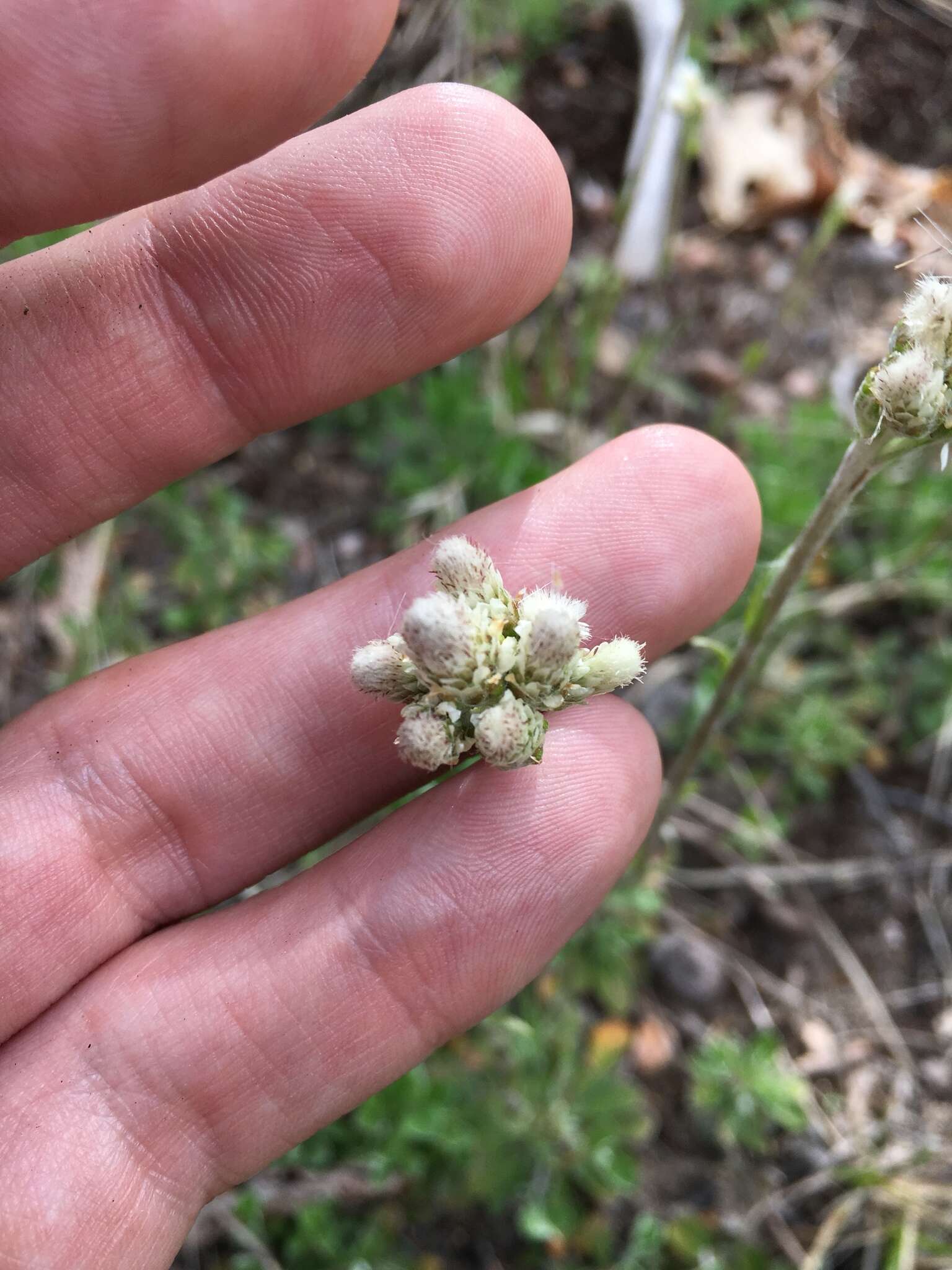 Image of field pussytoes