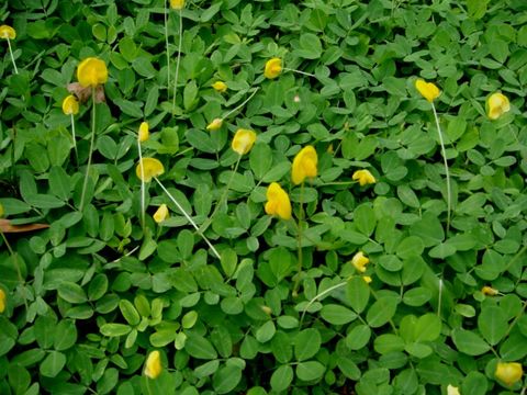 Image of pinto peanut