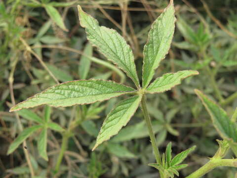 Image of Cleome boliviensis Iltis