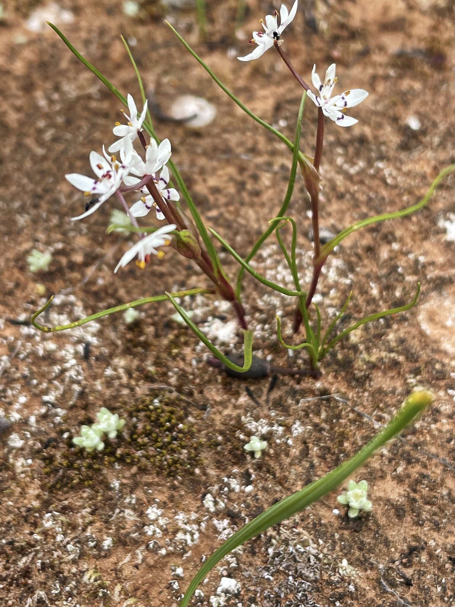 Sivun Wurmbea dioica subsp. dioica kuva