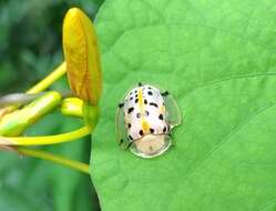 Image of Asian Spotted Tortoise Beetle