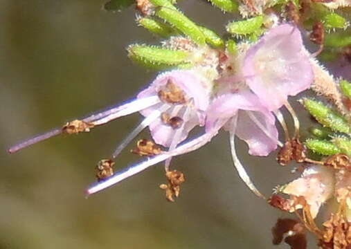 Image of Erica anguliger (N. E. Br.) E. G. H. Oliver