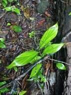 Image of Broad Stalk Grass