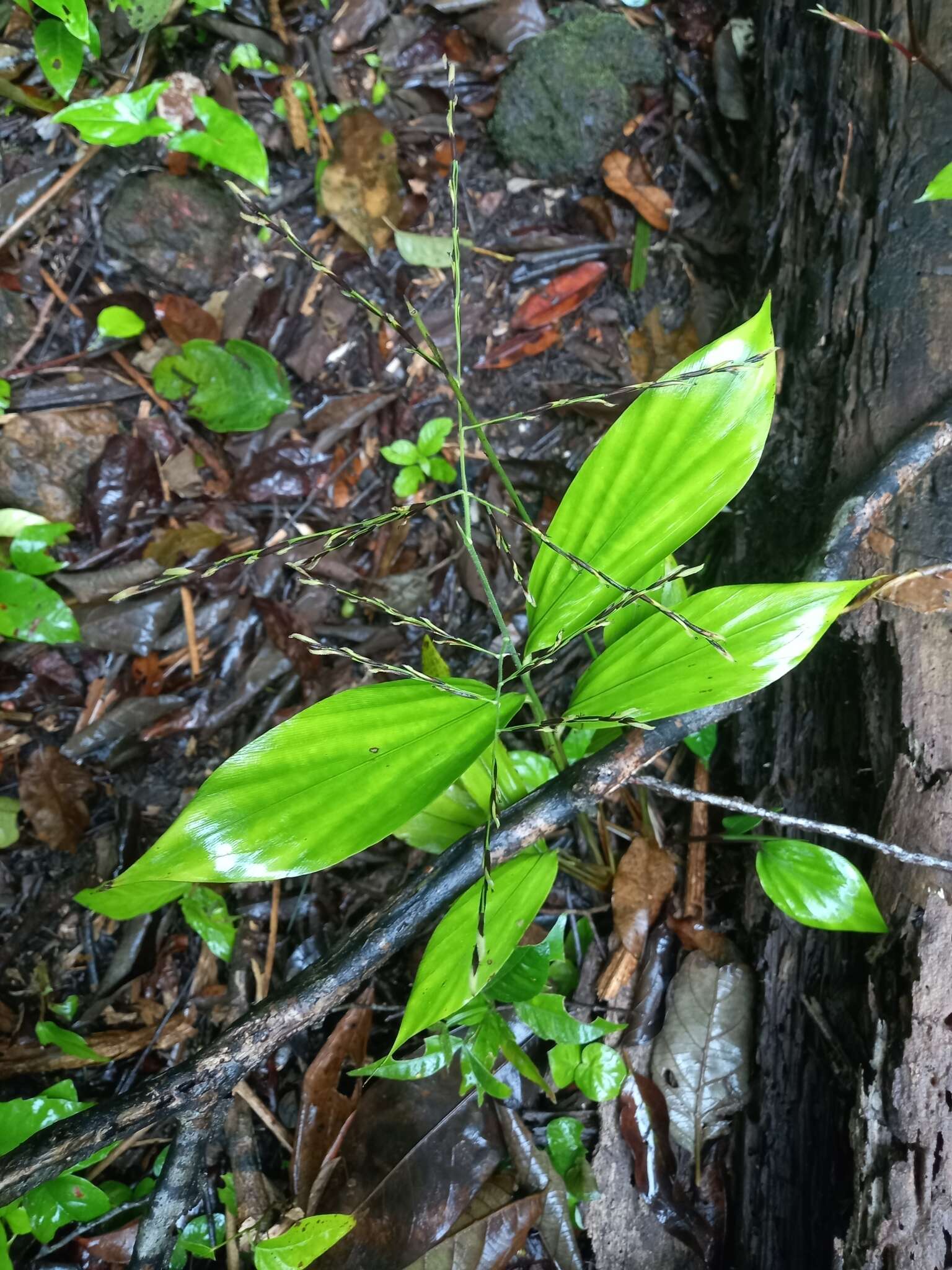 Imagem de Pharus latifolius L.