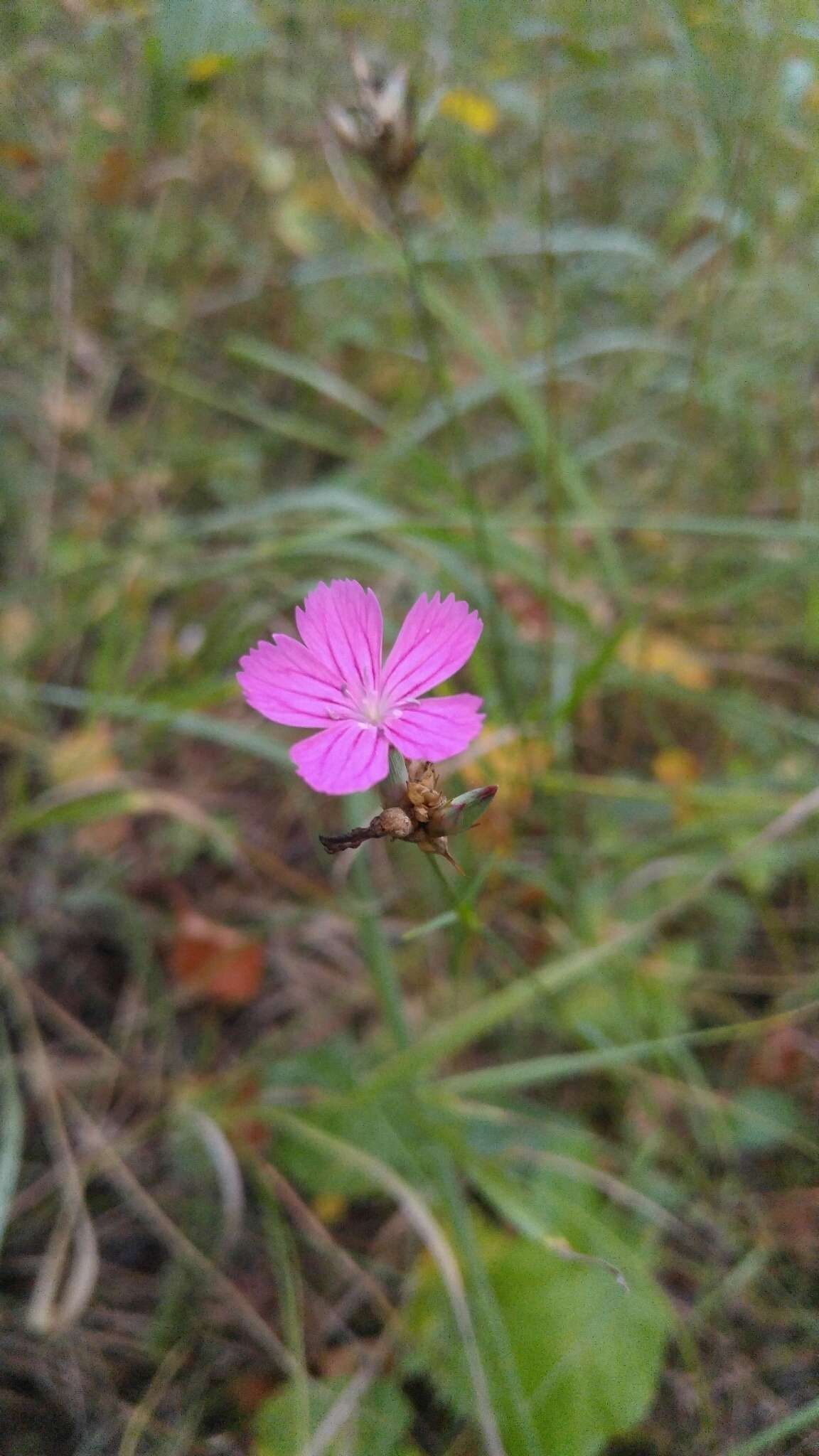 صورة Dianthus carthusianorum L.