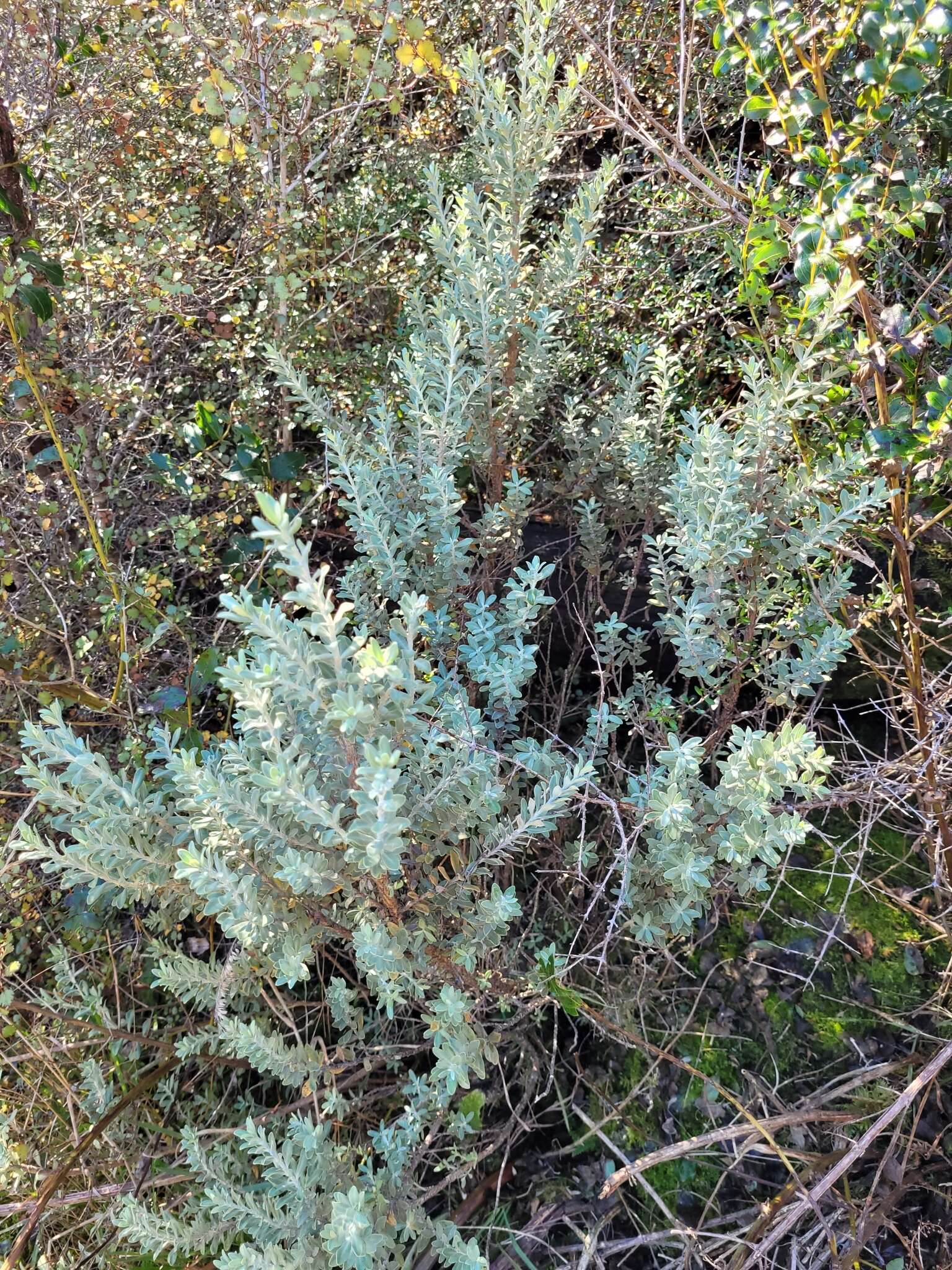 Olearia moschata Hook. fil. resmi