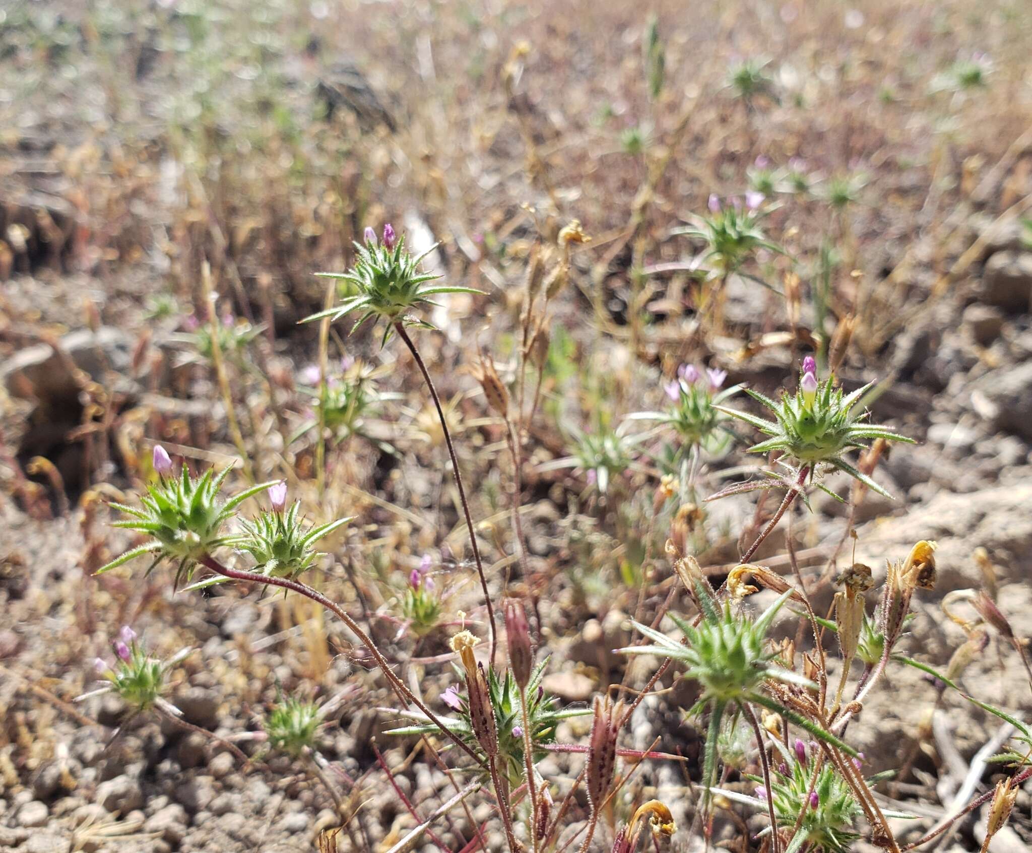 Image of Navarretia miwukensis D. Gowen & L. A. Johnson