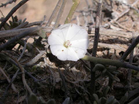 Слика од Convolvulus caput-medusae Lowe