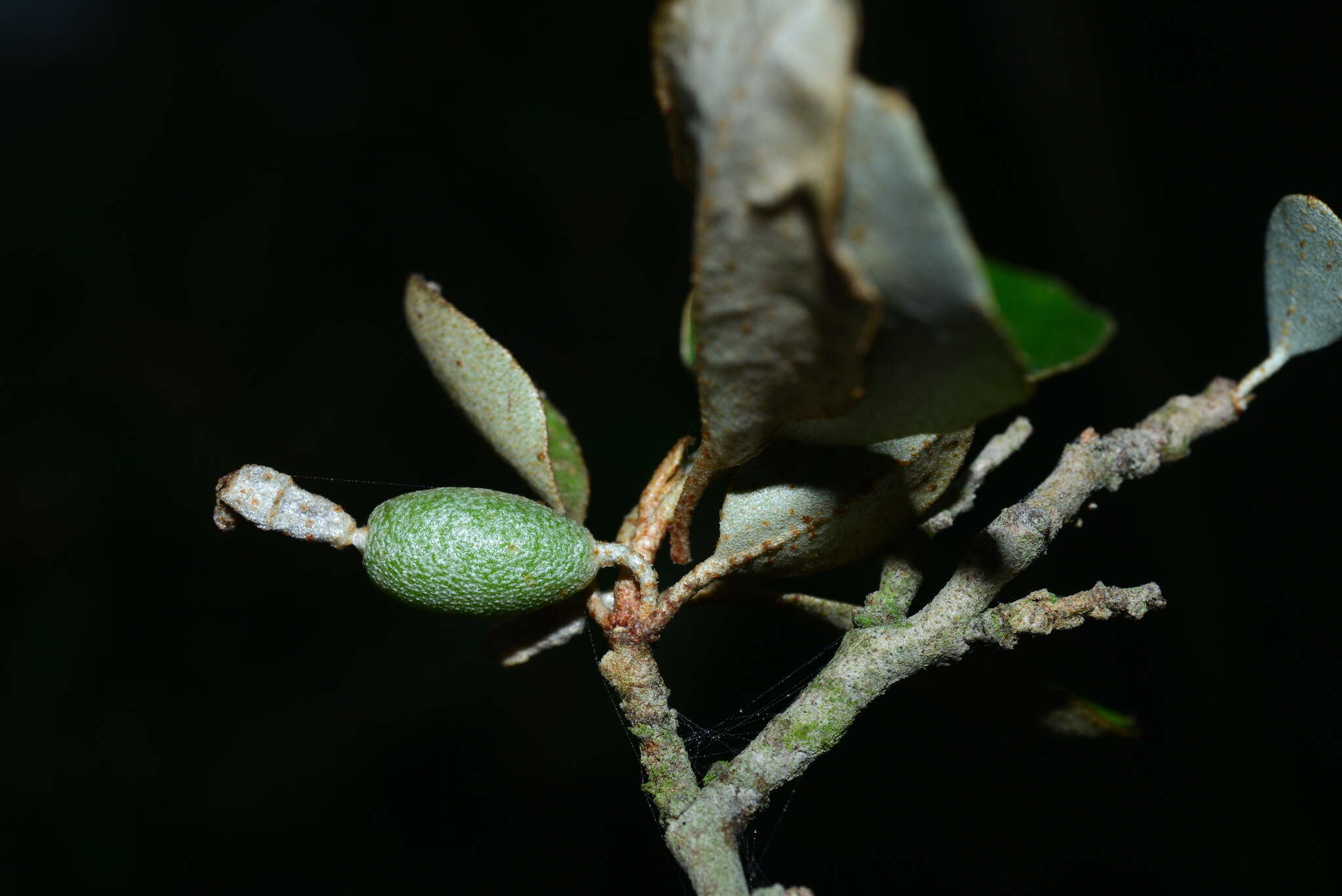 Image of Elaeagnus macrophylla Thunb.