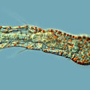 Image of <i>Aelosoma hemprichi</i>