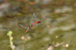 Image of Sympetrum speciosum Oguma 1915