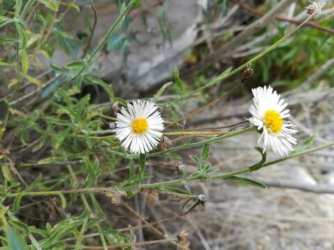 Image of hairy fleabane