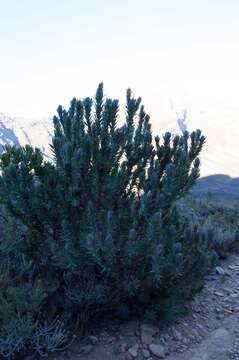 Imagem de Protea coronata Lam.