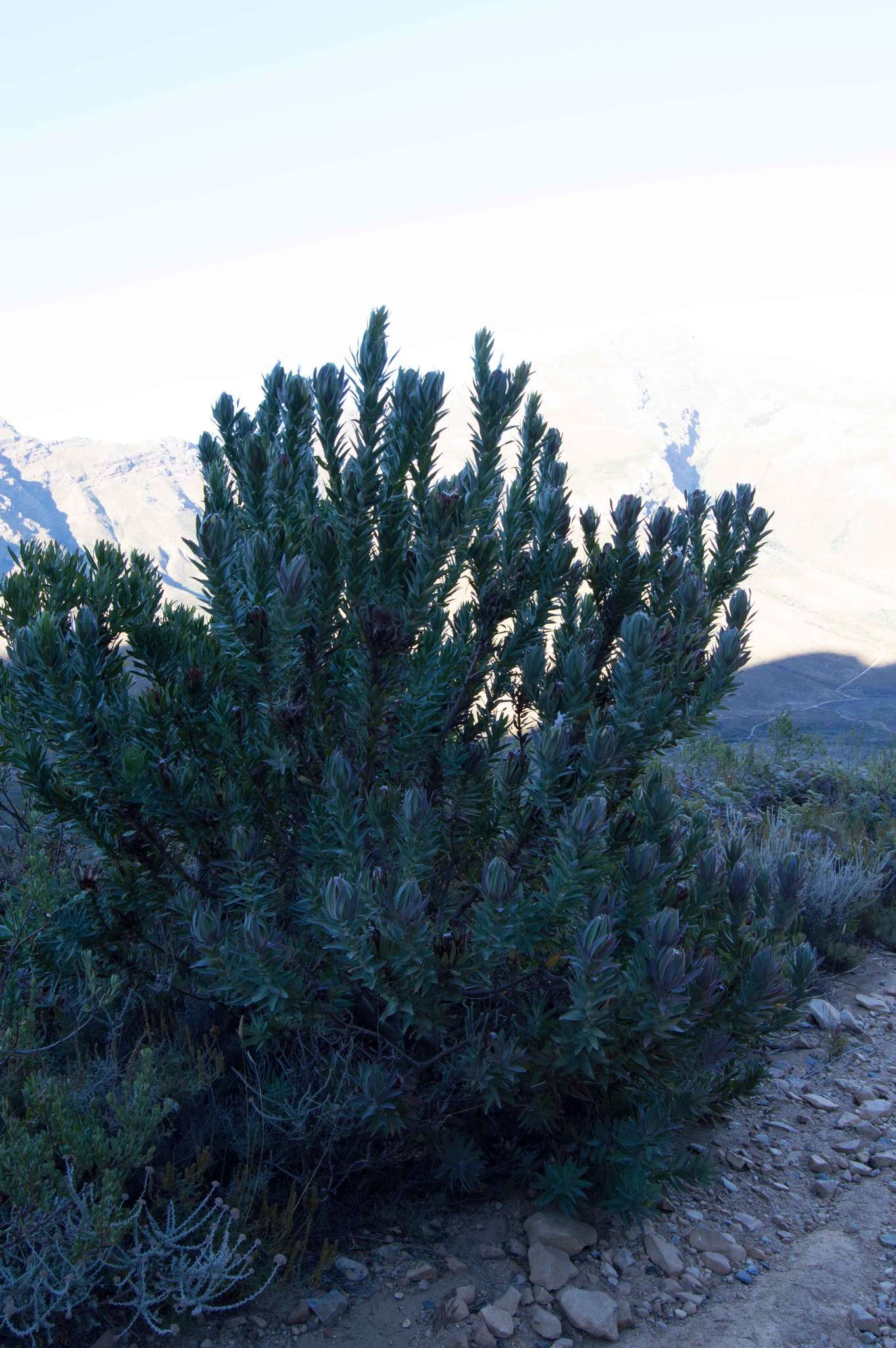 Plancia ëd Protea coronata Lam.