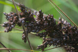 Image of forest sawsedge