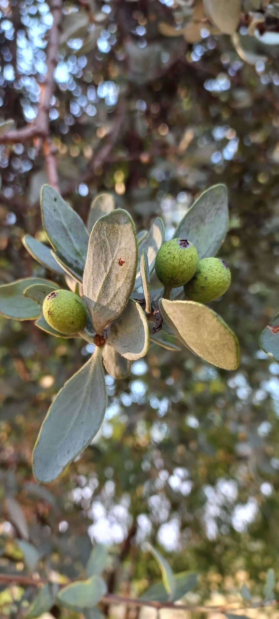 Sivun Agelanthus natalitius (Meissn.) R. M. Polhill & D. Wiens kuva