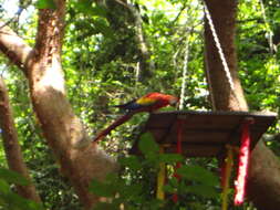 Image of Scarlet Macaw